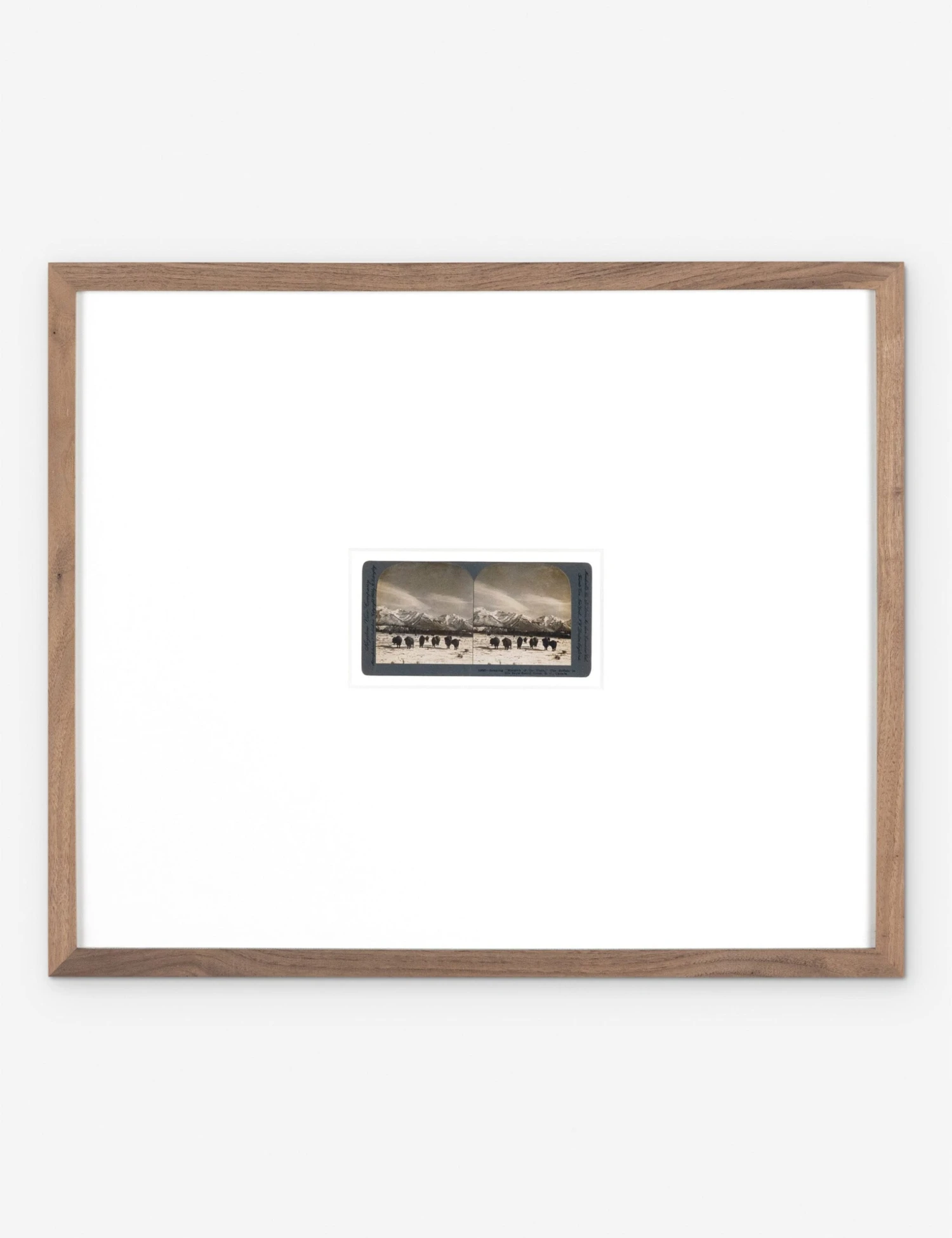 Monarch Of The Plain Photography Print By Gold Rush Art Co 3 Monarch Of The Plain Photography Print By Gold Rush Art Co