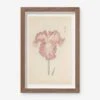 Vintage Japanese Iris No. 18 Wall Art By Miyoshi Manabu -KINKIN Decor Shop AFLWR 18 7.5X12.25