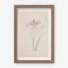 Vintage Japanese Iris No. 34 Wall Art By Miyoshi Manabu