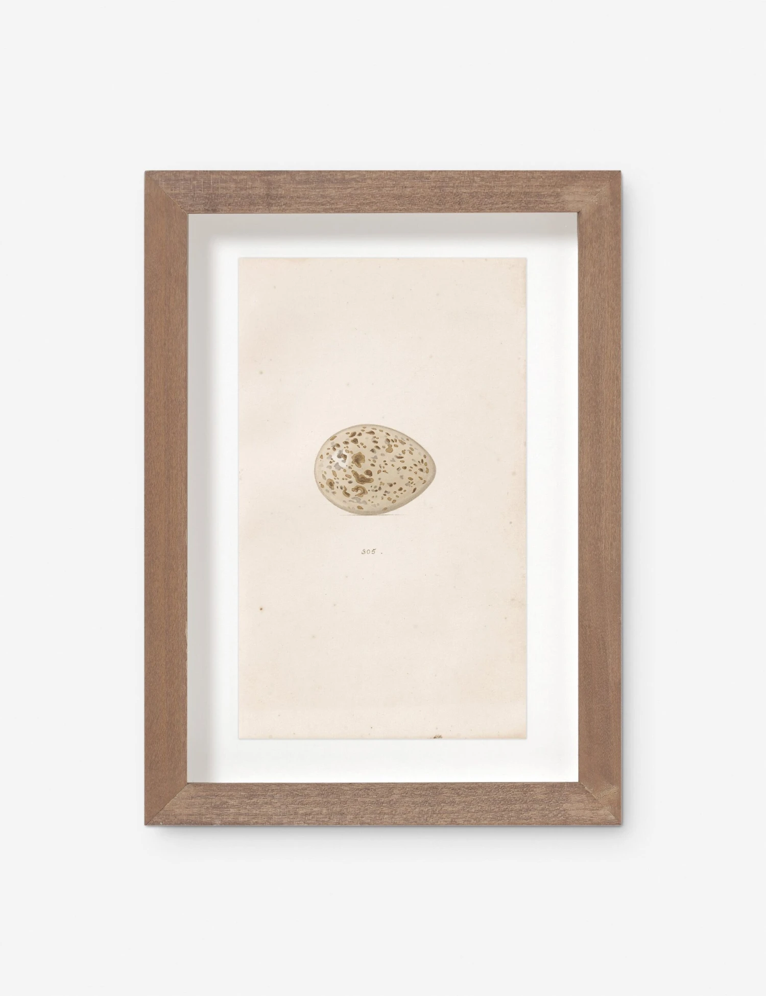 Vintage Bird Watercolor No. 305 Wall Art By Visual Contrast 3 Vintage Bird Watercolor No. 305 Wall Art By Visual Contrast