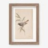 Vintage Bird Watercolor No. 60 Wall Art By Visual Contrast 2 Vintage Bird Watercolor No. 60 Wall Art By Visual Contrast -KINKIN Decor Shop BIRDWC 60 5x8 ae94593d 415b 4d0b bd29 1c130409ce4b