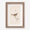Vintage Bird Watercolor No. 66 Wall Art By Visual Contrast 2 Vintage Bird Watercolor No. 66 Wall Art By Visual Contrast -KINKIN Decor Shop BIRDWC 66 5x8 23ccac4c 0568 4ab7 97db 17b1ceded26c