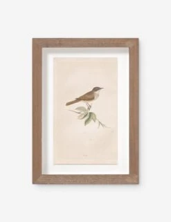 Vintage Bird Watercolor No. 68 Wall Art By Visual Contrast