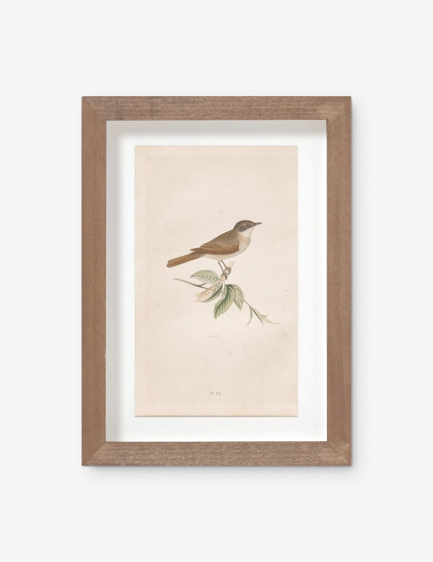 Vintage Bird Watercolor No. 68 Wall Art By Visual Contrast 3 Vintage Bird Watercolor No. 68 Wall Art By Visual Contrast