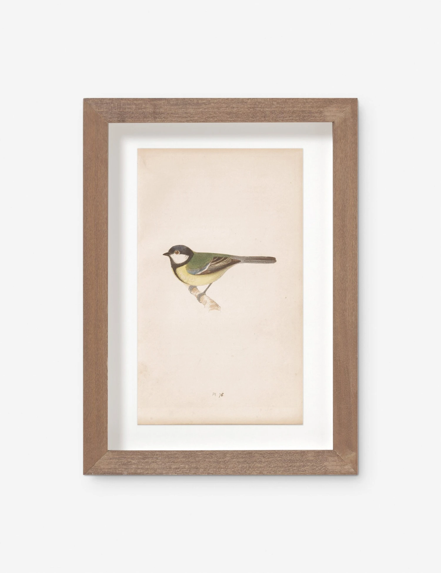 Vintage Bird Watercolor No. 76 Wall Art By Visual Contrast 3 Vintage Bird Watercolor No. 76 Wall Art By Visual Contrast