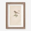 Vintage Bird Watercolor No. 78 Wall Art By Visual Contrast -KINKIN Decor Shop BIRDWC 78 5x8 85325f0e 3aef 4064 bf62 f7045035a1d8