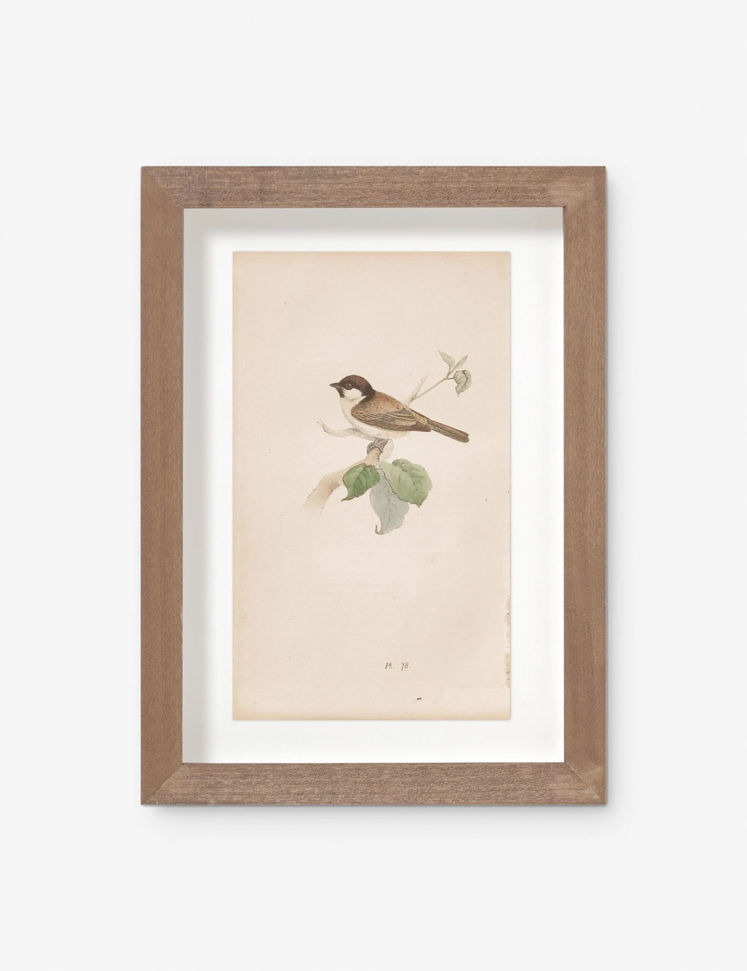 Vintage Bird Watercolor No. 78 Wall Art By Visual Contrast 3 Vintage Bird Watercolor No. 78 Wall Art By Visual Contrast