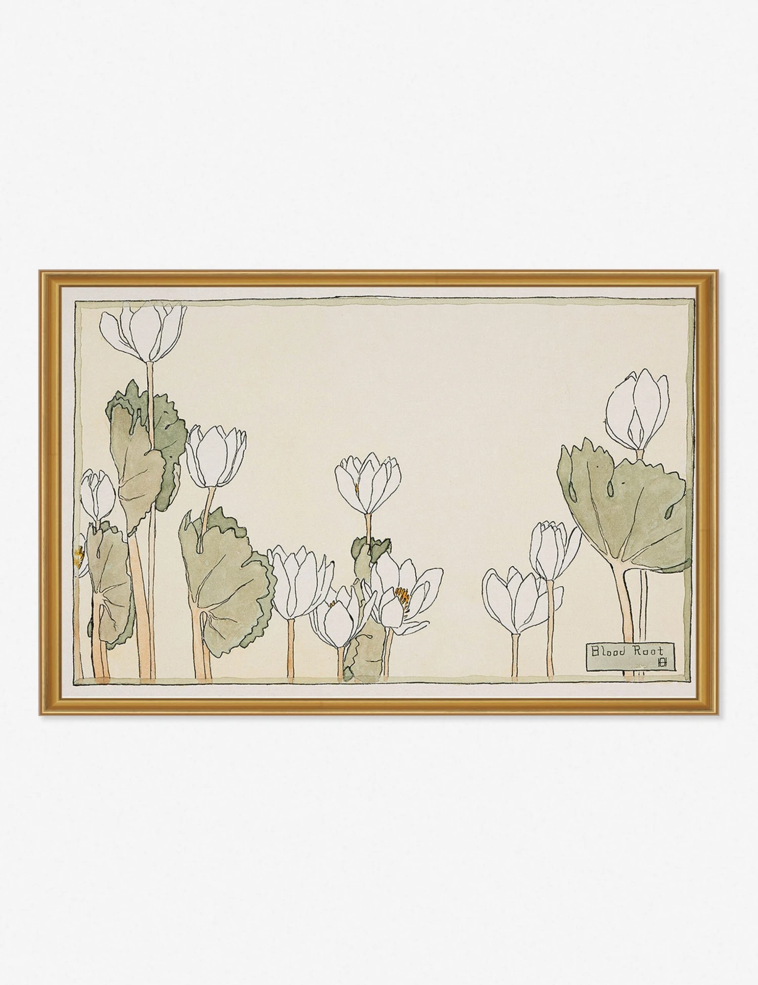 Blood Root Print By Hannah Borger Overbeck 3 Blood Root Print By Hannah Borger Overbeck