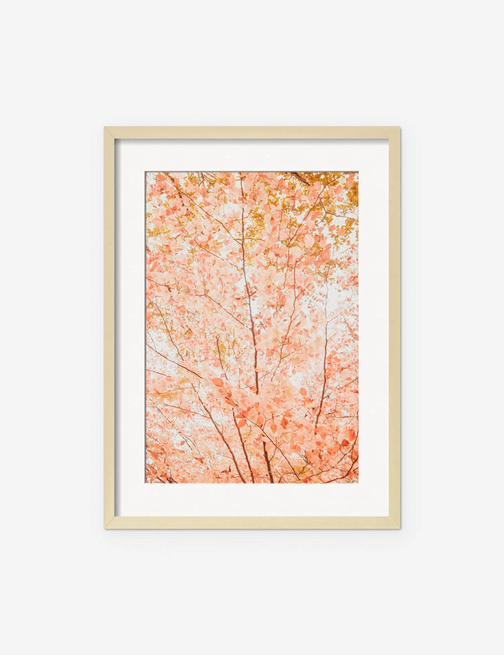 Pastel Fall Tree Photography Print By Ingrid Beddoes 3 Pastel Fall Tree Photography Print By Ingrid Beddoes