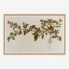 Flowering Plants I Wall Art By Franz Anton Von Scheidl -KINKIN Decor Shop LULU 21 0053A 1