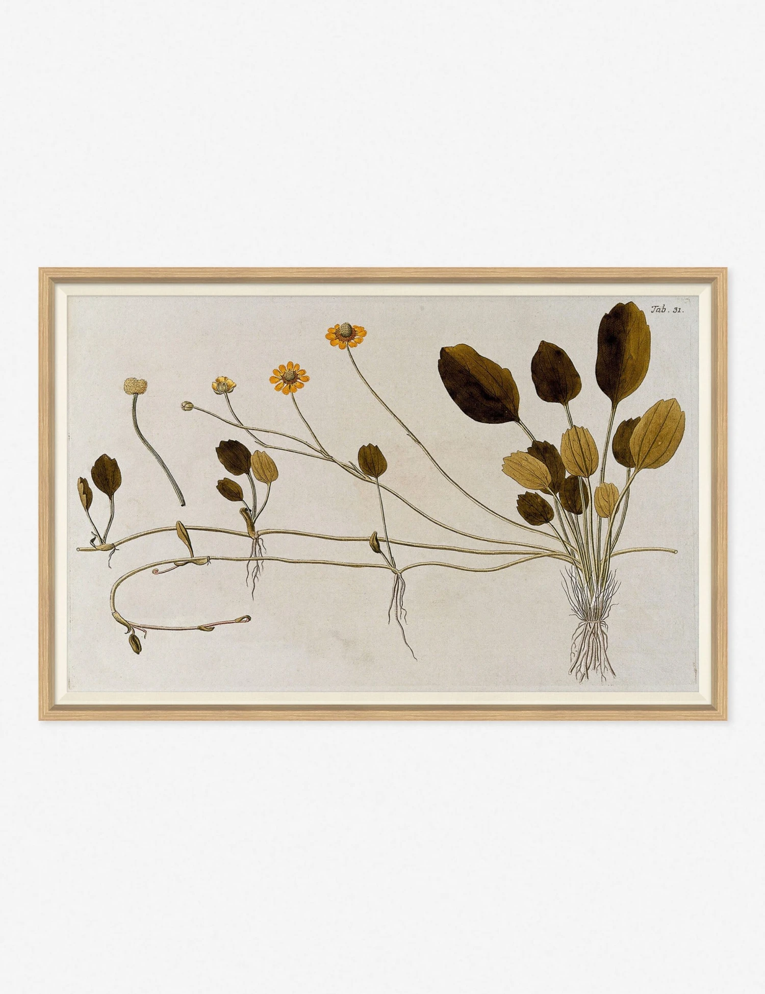 Flowering Plants II Wall Art By Franz Anton Von Scheidl 3 Flowering Plants II Wall Art By Franz Anton Von Scheidl