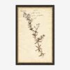 Herbarium F Wall Art 2 Herbarium F Wall Art -KINKIN Decor Shop LULU 23 0066F