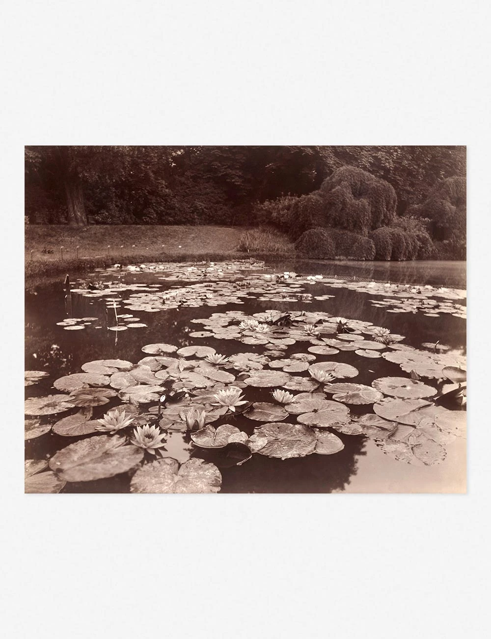 Nymphéas (Bagatelle) Print By Eugène Atget 4 Nymphéas (Bagatelle) Print By Eugène Atget - Image 2