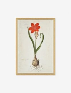 The Gordon African Collection: Plants Wall Art By Robert Jacob Gordon