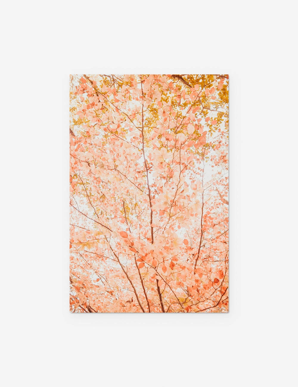 Pastel Fall Tree Photography Print By Ingrid Beddoes 9 Pastel Fall Tree Photography Print By Ingrid Beddoes - Image 7