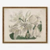 White Cape - Coast Lily Print By Sydenham Edwards -KINKIN Decor Shop WhiteCapeCoastLilyBronzeGoldFrame