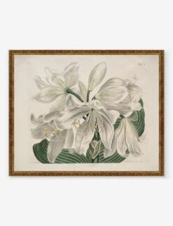 White Cape - Coast Lily Print By Sydenham Edwards