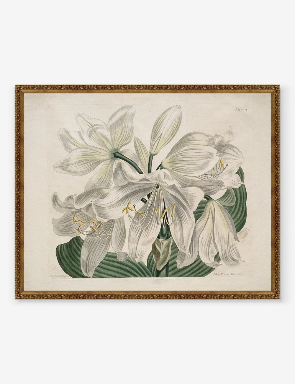 White Cape - Coast Lily Print By Sydenham Edwards 3 White Cape - Coast Lily Print By Sydenham Edwards