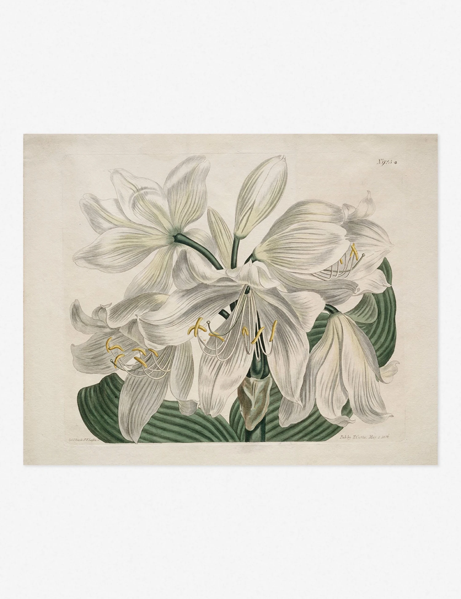 White Cape - Coast Lily Print By Sydenham Edwards 4 White Cape - Coast Lily Print By Sydenham Edwards - Image 2